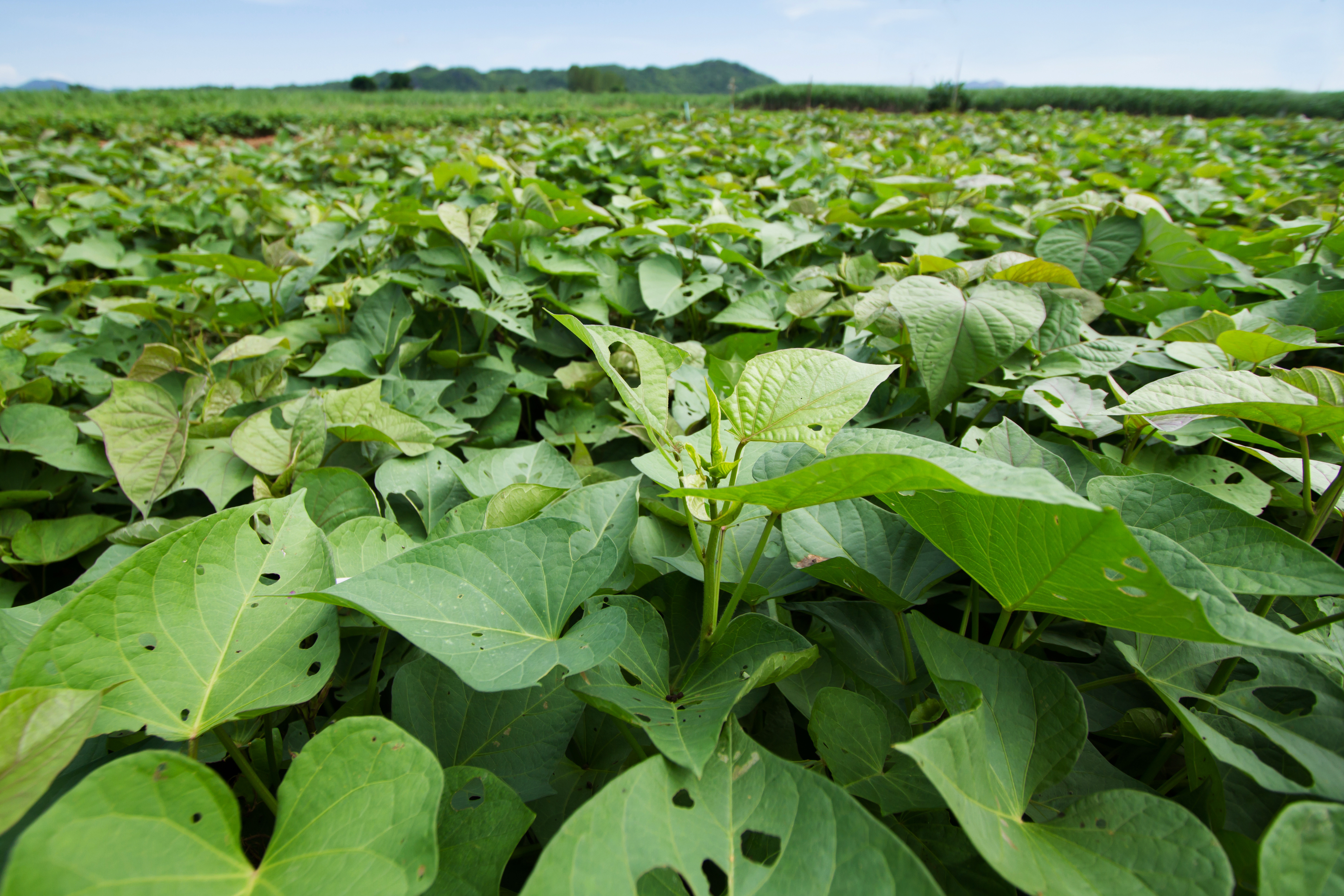 Sweet potato field